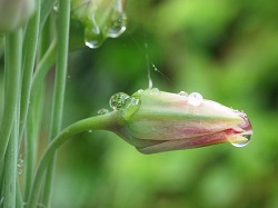 druppel aan roze bloem